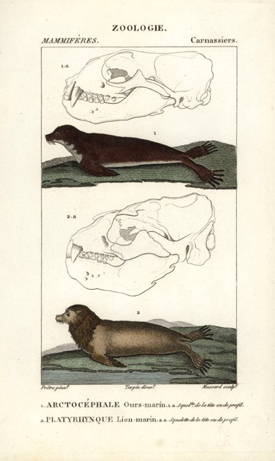Der Seebär oder nördlicher Pelzrobbe und der Seelöwe von Unbekannter Künstler