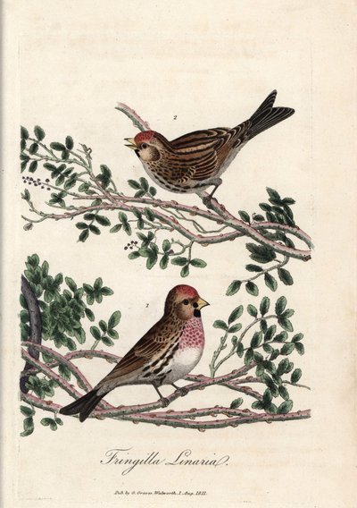 Der Sizerin oder kleine Linotte. Farbige Kupferstich von George Graves in British Ornithology von Unbekannter Künstler