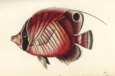 Fadenflossen-Falterfisch, Chaetodon auriga. Illustration gezeichnet und graviert von Richard Polydore Nodder. Handkolorierter Kupferstich aus George Shaw und Frederick Nodder