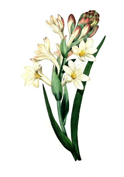 Tuberose, Agave amica (Agave polianthes), digitale Reproduktion eines Originalkunstwerks aus dem 18. Jahrhundert von Unbekannter Künstler