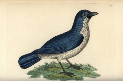 Turatis Boubou, Laniarius turatii (Blaues Würger, Lanius bicolor). Illustration gezeichnet und graviert von Richard Polydore Nodder. Handkolorierter Kupferstich aus George Shaw und Frederick Nodders The Naturalist