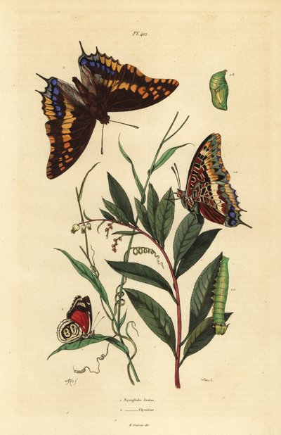 Zweischwänziger Pasha oder Fuchs-Kaiser, Charaxes jasius, mit Puppe und Raupe 1, und Cramers Achtundachtzig-Schmetterling, Diaethria clymena 2 von Unbekannt