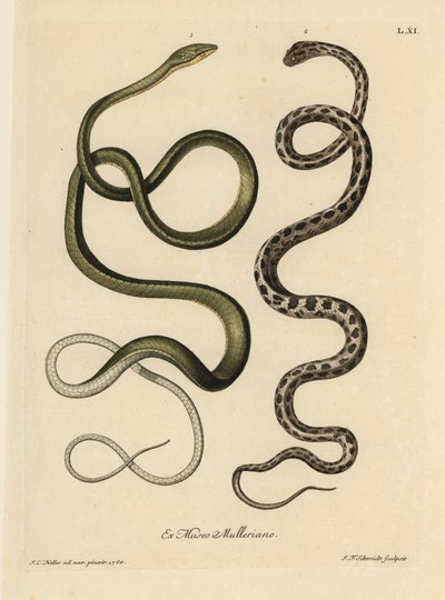 Zwei Suriname-Schlangen: Grüne Schlange (Malaiische grüne Peitschenschlange, Ahaetulla mycterizans?) und gescheckte Strumpfbandnatter, Thamnophis marcianus. Die grüne Schlange von Surinam, Coluber mycterizans, eine weiße Schlange elegant mit Schwarz gefärb von Unbekannter Künstler