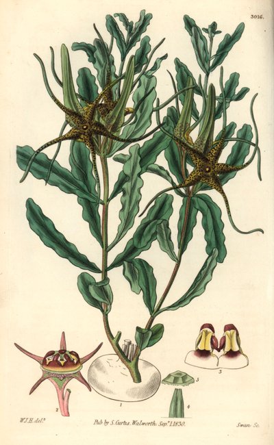 Variete von Brachystelma (Brachystelma crispum) - Illustration von William Jackson Hooper (1785-1865), Stich von Swan, für das botanische Magazin von William Curtis von Unbekannter Künstler