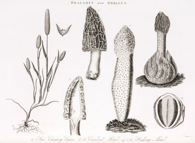 Verschiedene Gräser Phalaris aquatica und Morchelpilze von Unbekannt