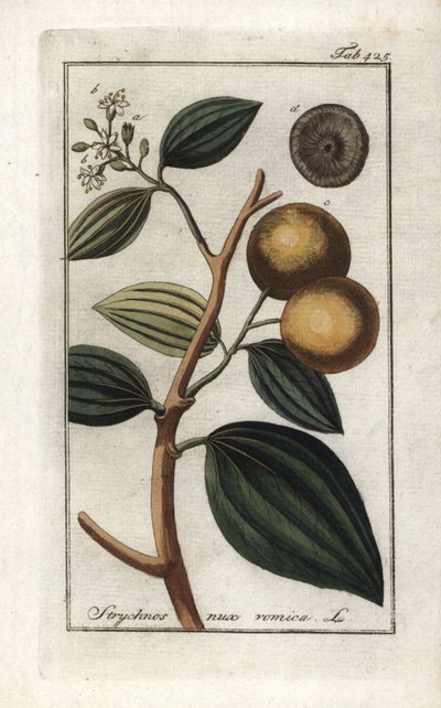 Brechnuss (Strychnis nux-vomica). Lithographie aus „Afbeelding der Artseny-Gewassen“ von Johannes Zorn (1739-1799), Niederlande von Unbekannter Künstler