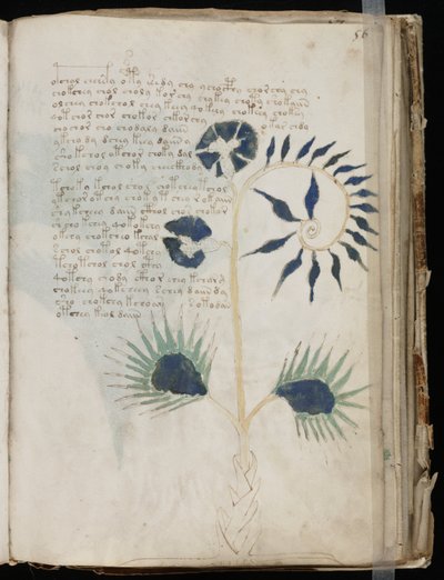 Voynich-Manuskript Folio 56r, ca. 1500 von Unbekannt