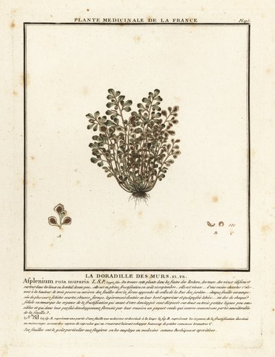 Mauerraute, Asplenium ruta-muraria von Unbekannter Künstler