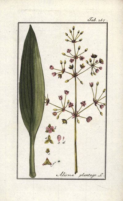 Froschlöffel (Alisma plantago-aquatica). Lithographie aus „Afbeelding der Artseny-Gewassen“ (Herbarium der Heilpflanzen) von Johannes Zorn (1739-1799), Niederlande von Unbekannter Künstler