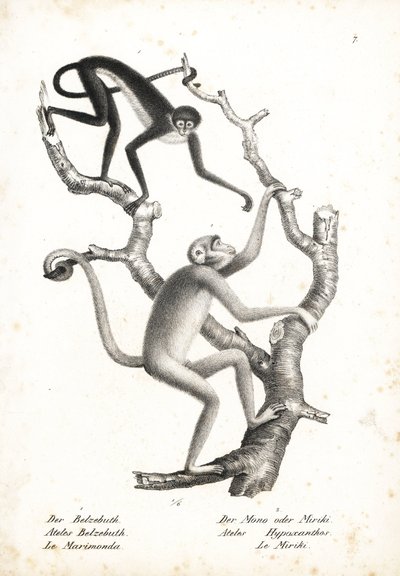 Weißbauch-Spinnenaffe, Ateles belzebuth (gefährdet), und Nördlicher Muriqui, Brachyteles hypoxanthus (Ateles hypoxanthus), kritisch gefährdet. Lithographie von Karl Joseph Brodtmann aus Heinrich Rudolf Schinz
