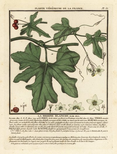 Weiße Zaunrübe, Bryonia alba von Unbekannter Künstler