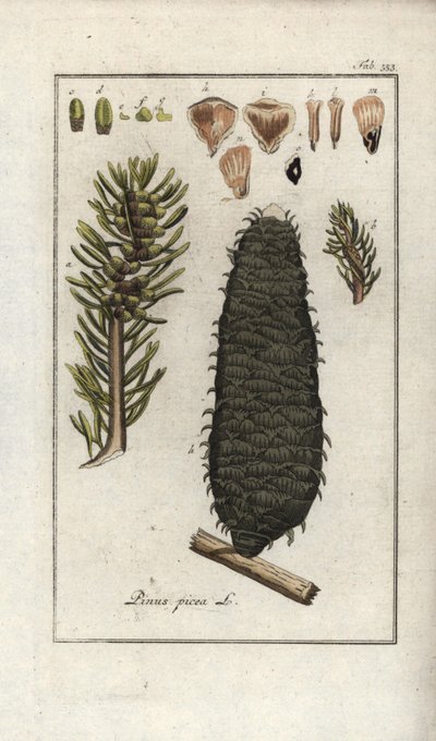 Weißtanne (Abies alba). Lithographie aus „Afbeelding der Artseny-Gewassen“ von Johannes Zorn (1739-1799), Niederlande von Unbekannter Künstler