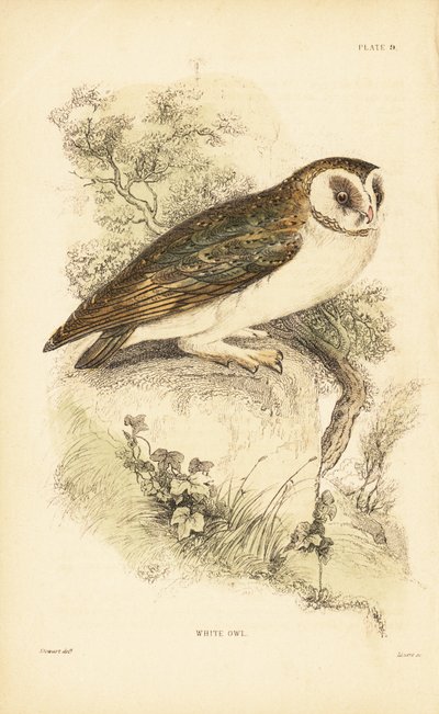 Schleiereule oder Schleiereule, Tyto alba, auf einem Felsen sitzend. 1889 (Gravur) von Unbekannter Künstler