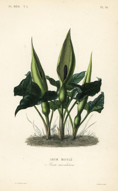 Gefleckter Aronstab, Arum maculatum von Unbekannt