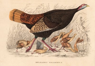 Wilder Truthahn, Meleagris gallopavo, Henne mit Küken. Handkolorierte Lithographie aus Georg Friedrich Treitschkes Galerie der Naturgeschichte, Naturhistorischer Bildersaal des Tierreiches, Leipzig von Unbekannter Künstler