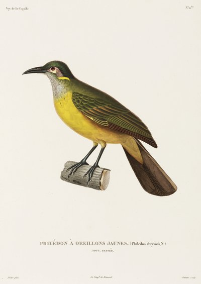 Gelbwangen-Philedon, Neuguinea von Unbekannter Künstler