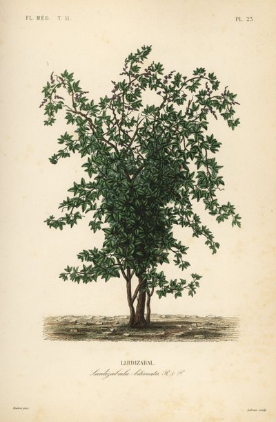 Zabala- oder Coguil-Fruchtbaum, Lardizabala biternata, Lardizabal von Unbekannt