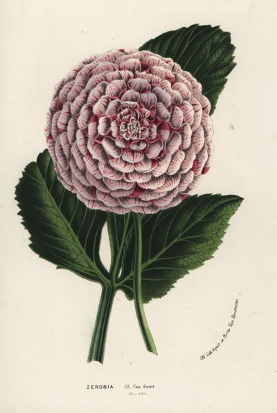 Zenobia-Dahlienhybride, Dahlia coccinea (aus Flore des Serres et des Jardins de l