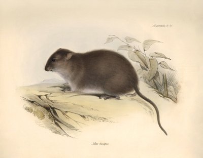 Zoologie: Der „Mus fuscipes“ oder Nager der australischen Küste beschrieben von Charles Darwin während seiner Forschungsreise an Bord der Beagle. Tafel aus „The Zoology of the voyage of H.M.S. Beagle under the command of Captain Fitzroy during the years 18 von Unbekannter Künstler