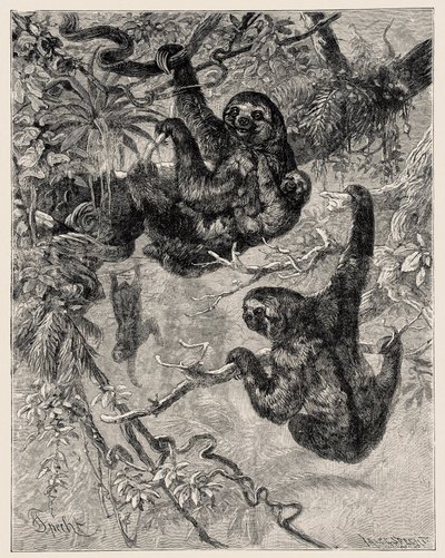 Zoologie: Faultier (Ai - Bradypus tridactylus) beschrieben und illustriert von Carlo Vogt und Federico Specht in „Illustrierte Naturgeschichte: Säugetiere“ 1884 von Unbekannter Künstler