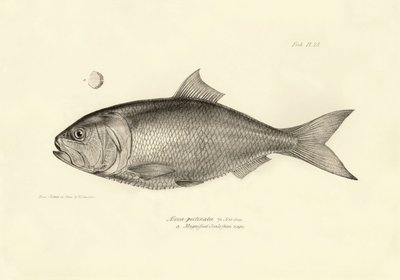 Zoologie: Darstellung des Fisches „Alosa pectinata“ beschrieben von Charles Darwin während seiner Reise an Bord der Beagle. Tafel aus „The zoology of the voyage of H.M.S. Beagle under the command of Captain Fitzroy during the years 1832-1836“ von Unbekannter Künstler