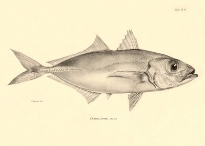 Zoologie: Darstellung des Fisches „Caranx torvus“ beschrieben von Charles Darwin während seiner Reise an Bord der Beagle. Tafel aus „The zoology of the voyage of H.M.S. Beagle under the command of Captain Fitzroy during the years 1832-1836“ von Unbekannter Künstler