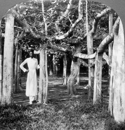Unter den Wurzeln eines Banyanbaums, Kalkutta, Indien, 1900er Jahre von Underwood and Underwood