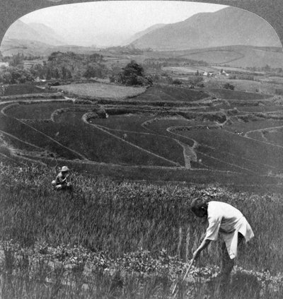Fruchtbare Reisfelder im alten Krater von Aso-San, Japan, 1904 von Underwood and Underwood