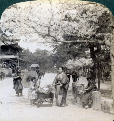 Unter den Kirschblüten, Blick nach Nordosten entlang der Hauptallee des Shiba-Parks, Tokio, Japan, 1904 von Underwood and Underwood
