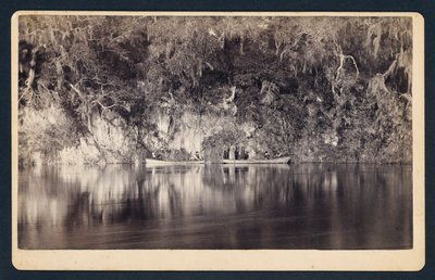 Unter den Klippen des Withlacoochee River, Florida von Unidentified