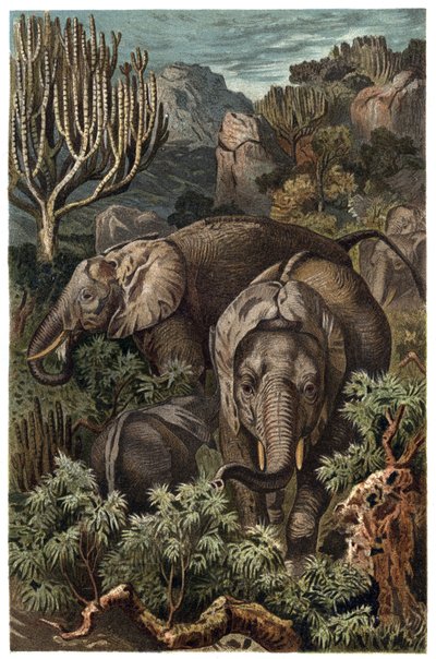 Afrikanischer Elefant (Loxodonta) - Afrikanischer Elefant (Loxodonta) - Gravur aus „Brehms Tierleben“ von Alfred Edmund Brehm (1829-1884) von Unknown artist