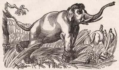 Ein Elefant gefangen in der Savanne, Afrika von Unknown