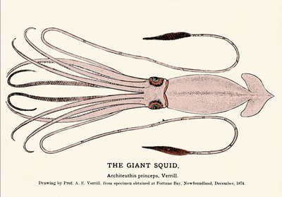 Architeuthis princeps, der Riesenkalmar, der im Dezember 1874 in Fortune Bay (Neufundland) gestrandet ist und erstmals von Professor A.E. Verrill beschrieben wurde. Gravur der Ära von Unknown artist