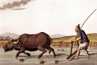 Reisfelder pflügen mit einem Ochsen - in Le costume ancien et moderne von J. Ferrario, ed. Mailand von Unknown artist
