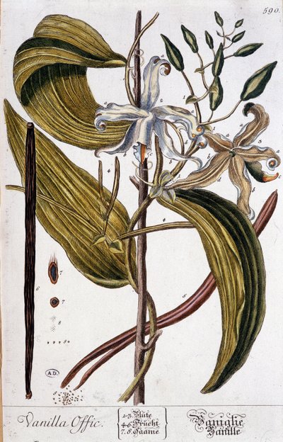 Botanische Tafel der Vanille (Vanilla officinalis) - 19. Jahrhundert von Unknown artist