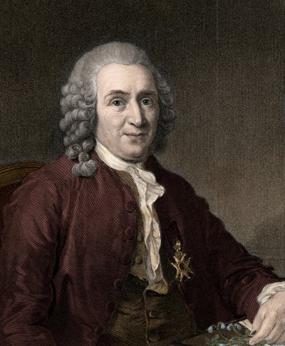 Carl von Linné - Stich - 19. Jahrhundert von Unknown artist