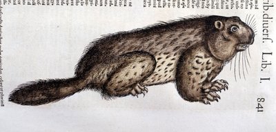 Biber - in „Historia Animalium“ von Conrad Gesner (1516 - 1565), Tiguri von Unknown artist