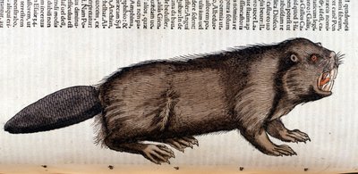 Castor - in „Historia Animalium“ von Conrad Gesner, Tiguri von Unknown artist