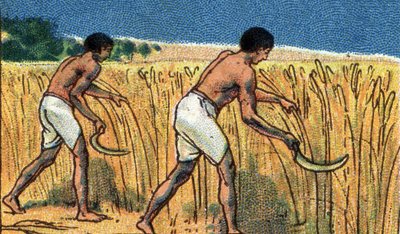 Alltagsleben im alten Ägypten: Bauern bei der Ernte des Weizens, Anfang 20. Jahrhundert von Unknown Artist