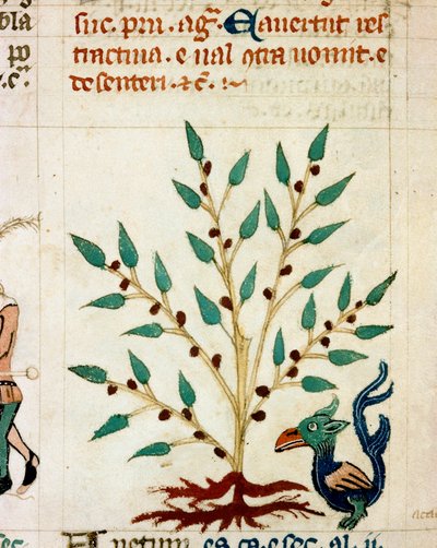Beschreibung eines fantastischen Baumes und Tieres von Unknown artist