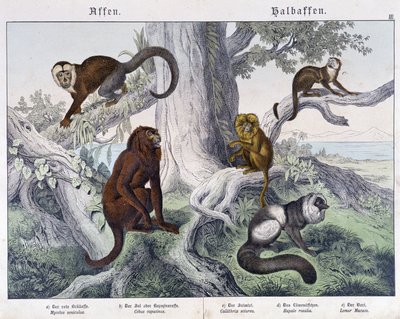 Verschiedene Affenarten - in „Natural histories of mammals“, ed. Schreiber von Unknown artist