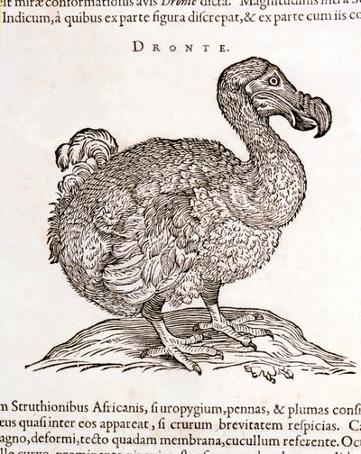 Dodo oder Dronte. Ausgestorbener Vogel - in „De Indiae utriusque re naturali et medica“ von Gulielmi Pisonis, Amsterdam von Unknown artist