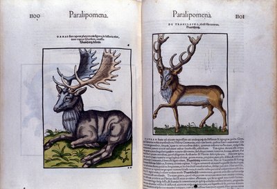 Doppelseite des Hirsches in Historia Animalium von Conrad Gesner (1516-1565) von Unknown artist