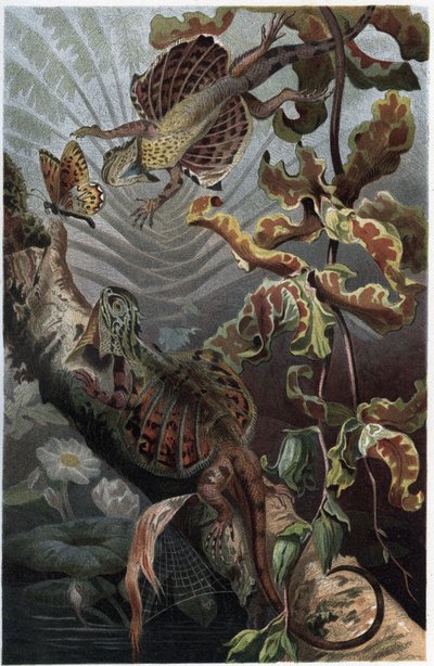 Draco volans, eine Art baumbewohnender Eidechse - Draco (Gattung) (Flugdrachen) - Gravur aus „Brehms Tierleben“ von Alfred Edmund Brehm (1829-1884) von Unknown artist