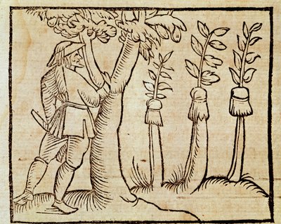 Bäume veredeln, Illustration aus De Agricoltura Vulgare, von Pier Crescenzio, Ausgabe veröffentlicht in Venedig von Unknown artist