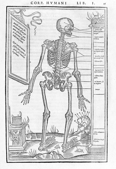 Menschliches Skelett, hinterer Teil. Anatomische Tafel aus „De dissectione partium corporis humani libri tres...“ von Carlo Stefano Riverio, Paris 1545 von Unknown artist