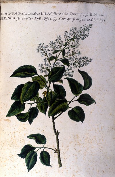 Jasminzweig. Tafel aus einem Herbarium des 17. Jahrhunderts von Unknown artist