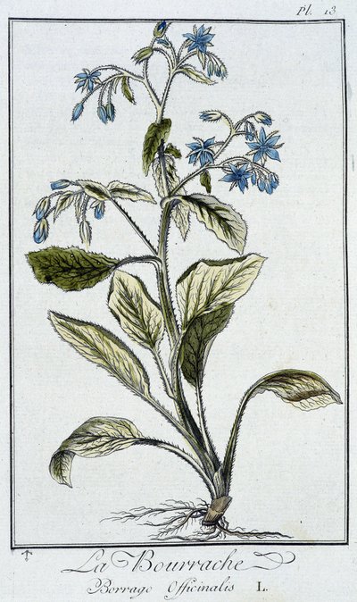 Die Borretsch (Borrage Officinalis) - in „Übungen der Botanik für Händler“, geschrieben von J.C. Philibert, Druckerei von Crapelet, Paris von Unknown artist
