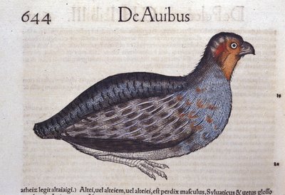 Das Rebhuhn in Historia Animalium von Conrad Gesner (1516 - 1565), Tiguri von Unknown artist