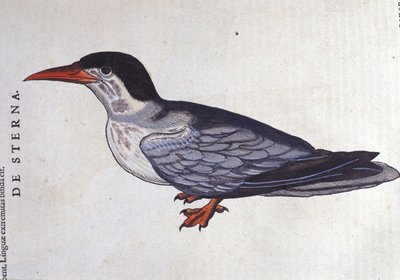 La tern ou Schwalbe des Meeres in Historia Animalium von Conrad Gesner (1516 - 1565), Tiguri von Unknown artist